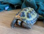 Horsfield : Male approx   15 years old (Ipson)